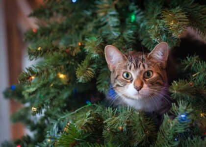 All you need to know about artificial Christmas trees