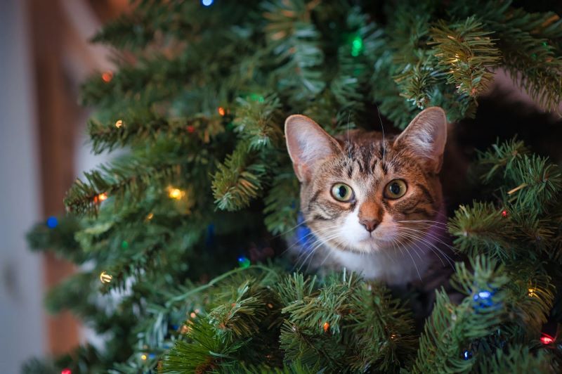 All you need to know about artificial Christmas trees